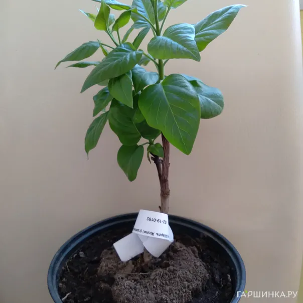 превью изображения отзыва