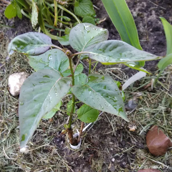 превью изображения отзыва