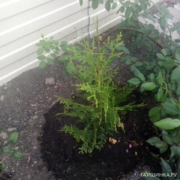 превью изображения отзыва