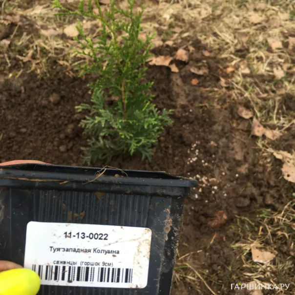 превью изображения отзыва