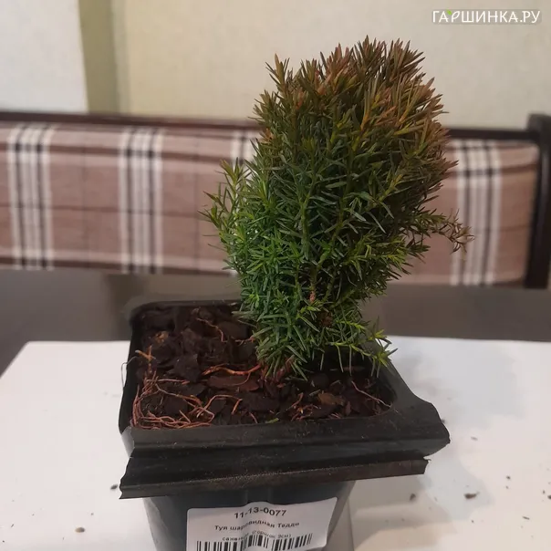превью изображения отзыва