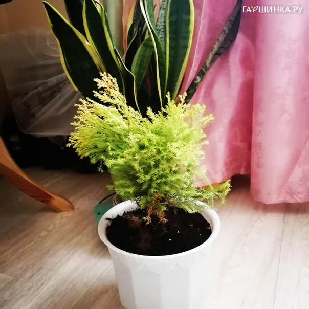 превью изображения отзыва