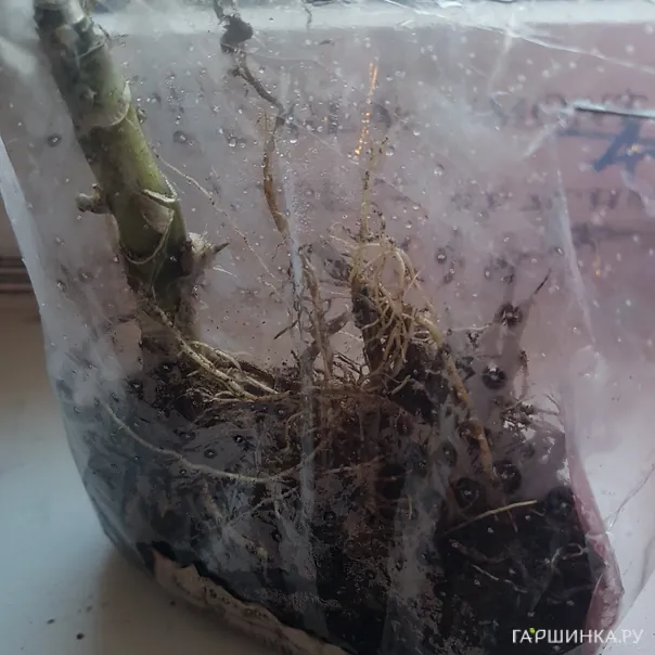 превью изображения отзыва