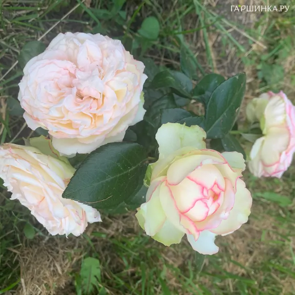 превью изображения отзыва