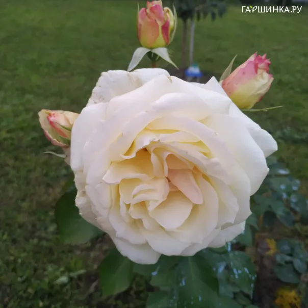 превью изображения отзыва