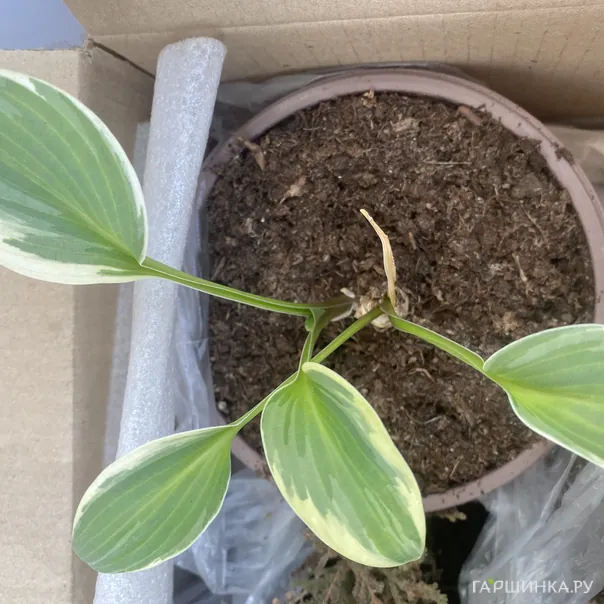 превью изображения отзыва