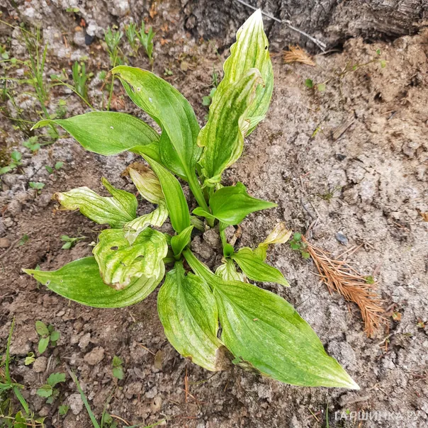 превью изображения отзыва
