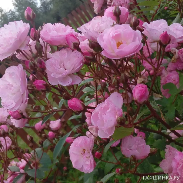 превью изображения отзыва