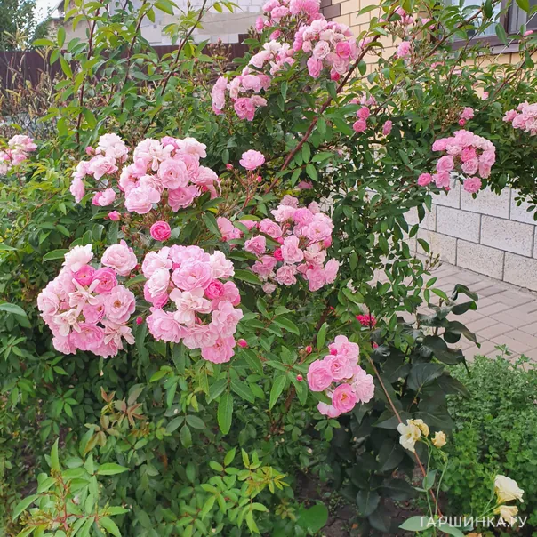 превью изображения отзыва