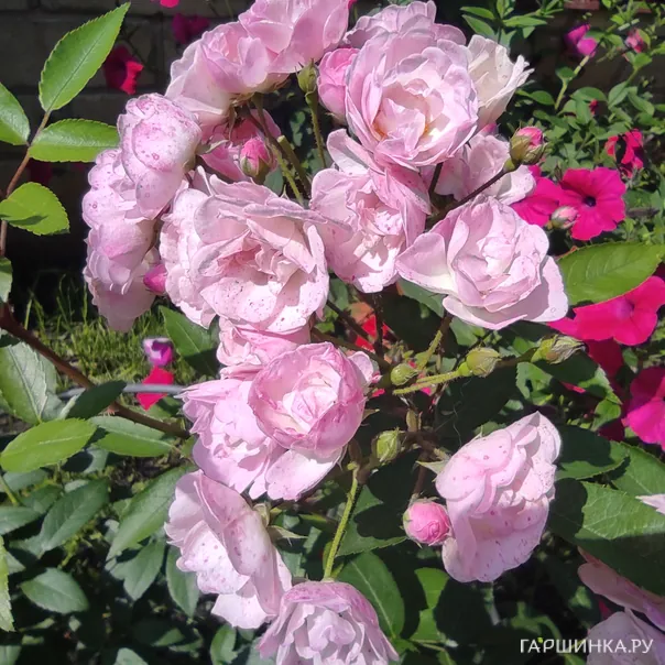 превью изображения отзыва