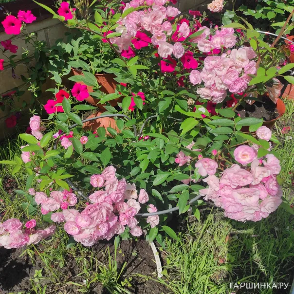 превью изображения отзыва