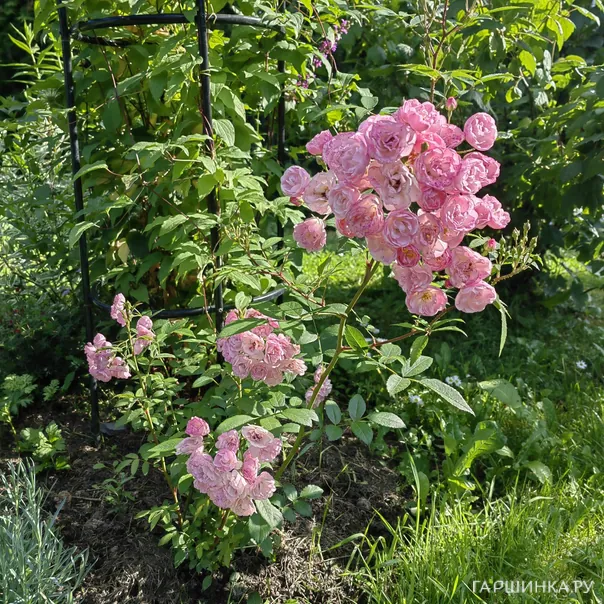 превью изображения отзыва