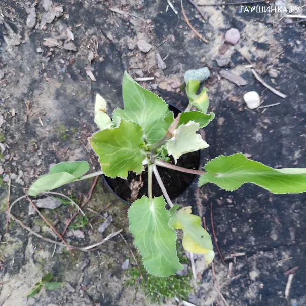 превью изображения отзыва