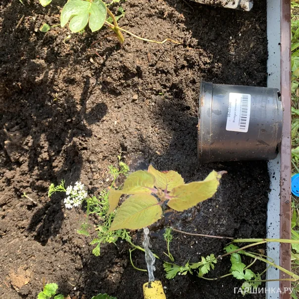 превью изображения отзыва