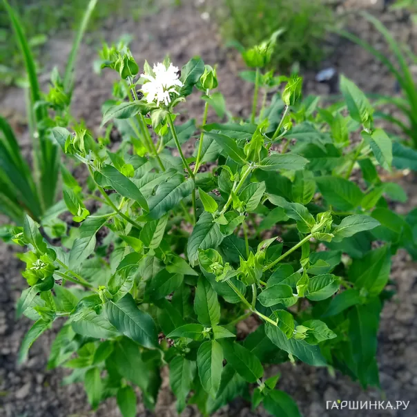 превью изображения отзыва