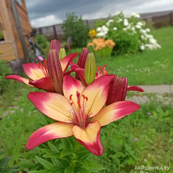 превью изображения отзыва