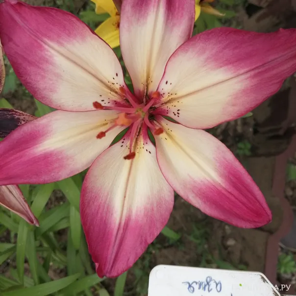 превью изображения отзыва