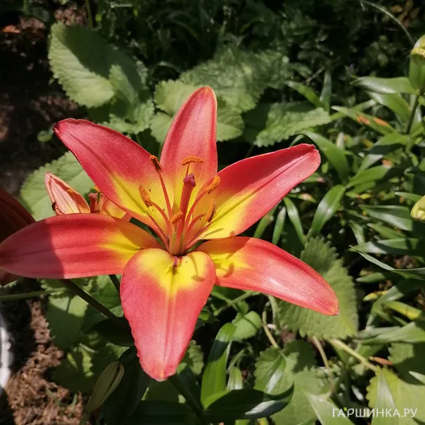 превью изображения отзыва