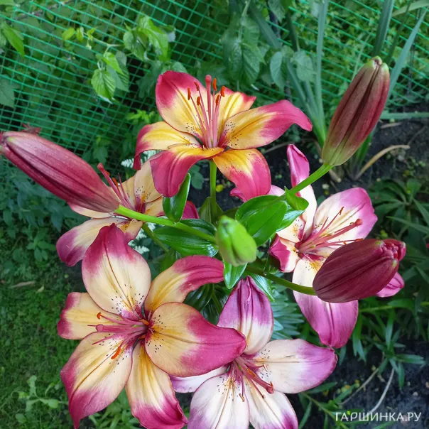 превью изображения отзыва