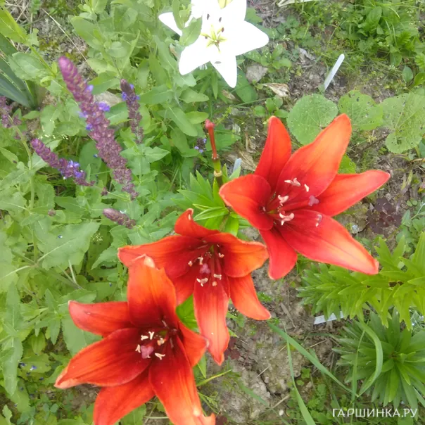 превью изображения отзыва