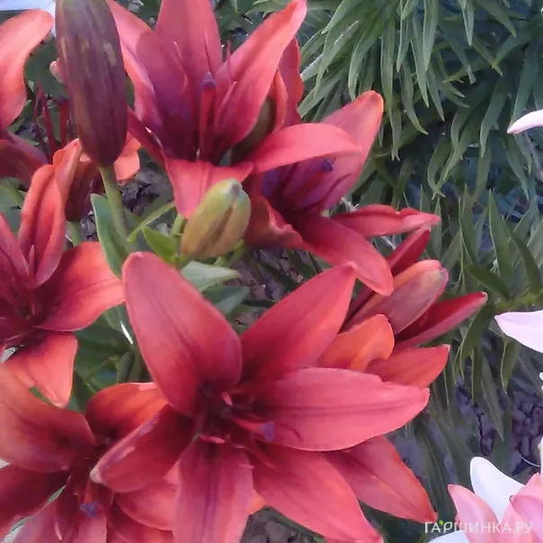 превью изображения отзыва