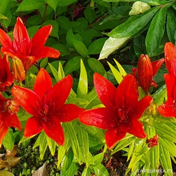 превью изображения отзыва