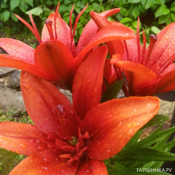 превью изображения отзыва