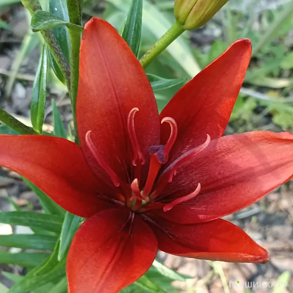 превью изображения отзыва