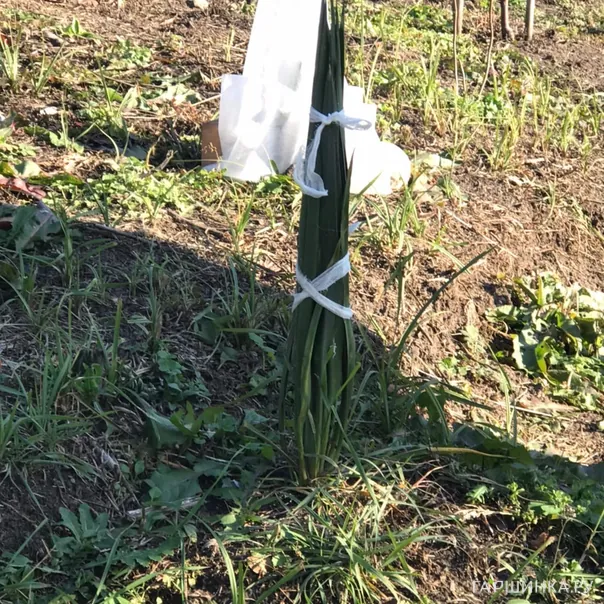 превью изображения отзыва