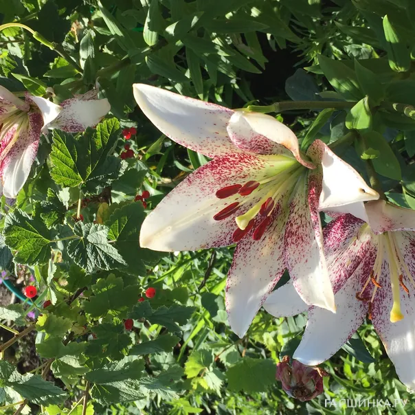 превью изображения отзыва