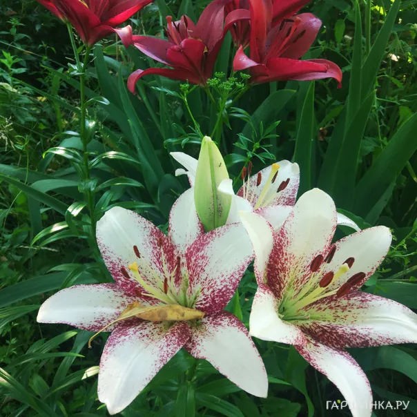 превью изображения отзыва