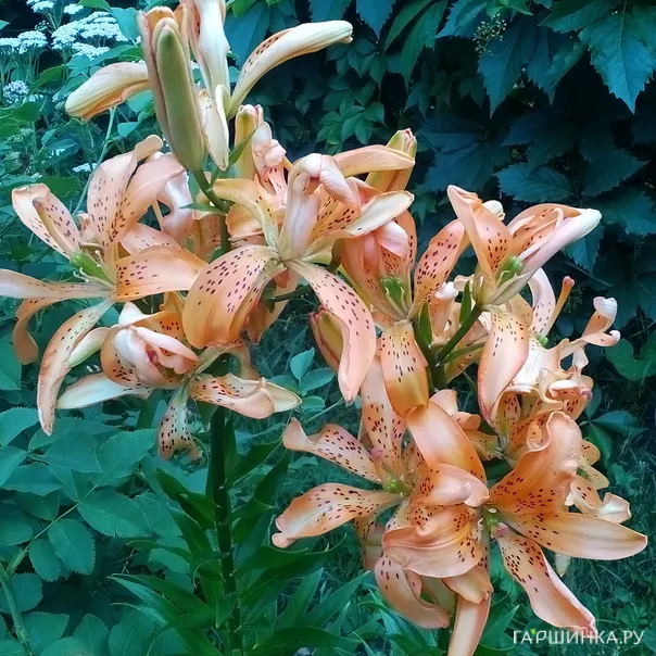 превью изображения отзыва