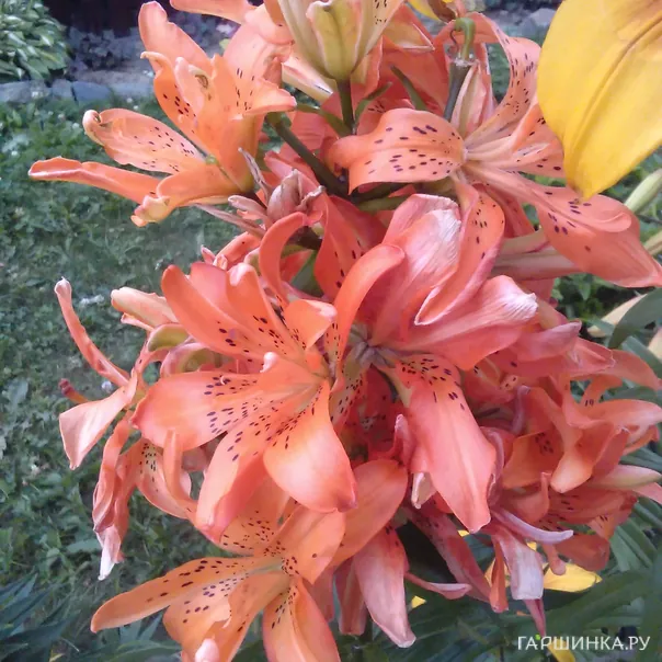 превью изображения отзыва