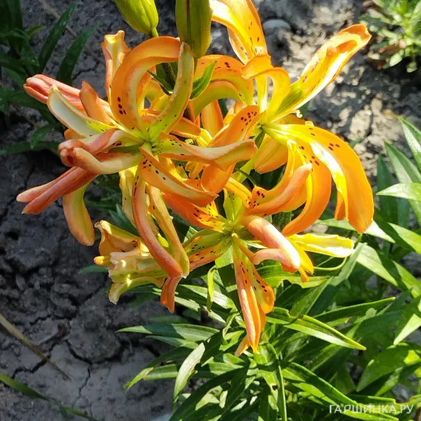 превью изображения отзыва