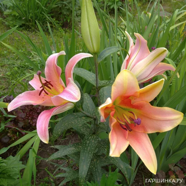 превью изображения отзыва