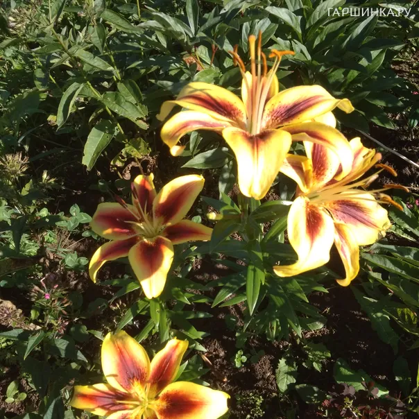 превью изображения отзыва