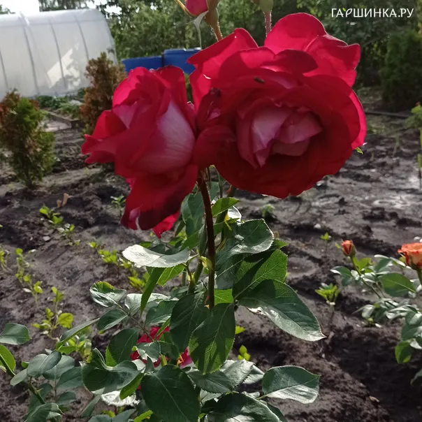 превью изображения отзыва