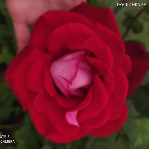 превью изображения отзыва