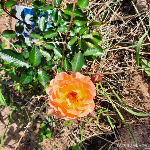 превью изображения отзыва