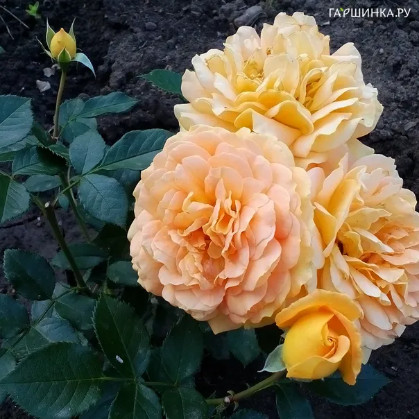 превью изображения отзыва