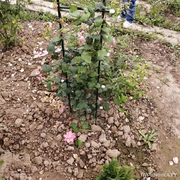 превью изображения отзыва