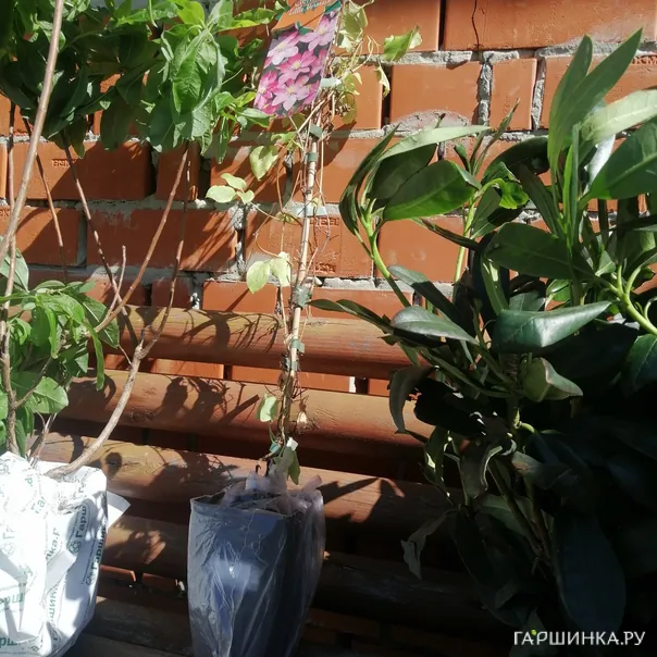 превью изображения отзыва