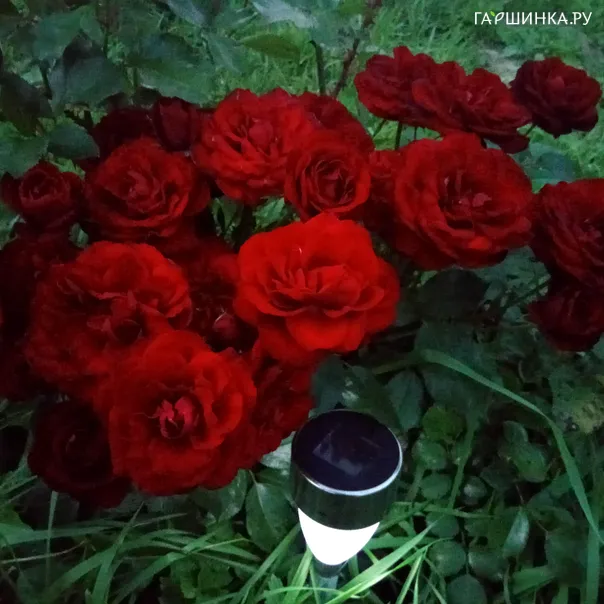 превью изображения отзыва