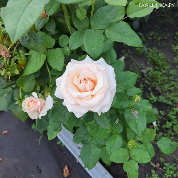 превью изображения отзыва