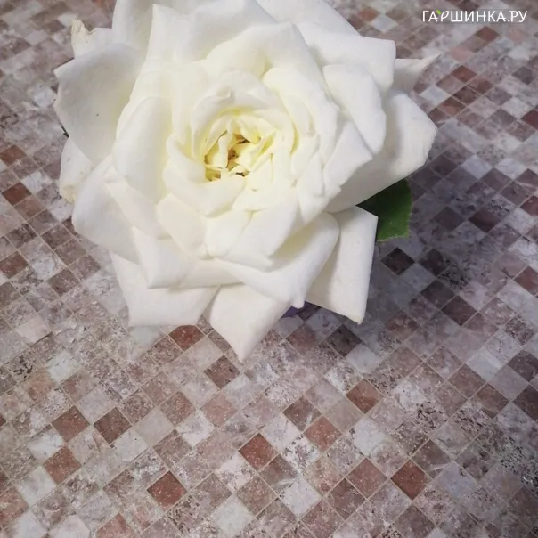 превью изображения отзыва