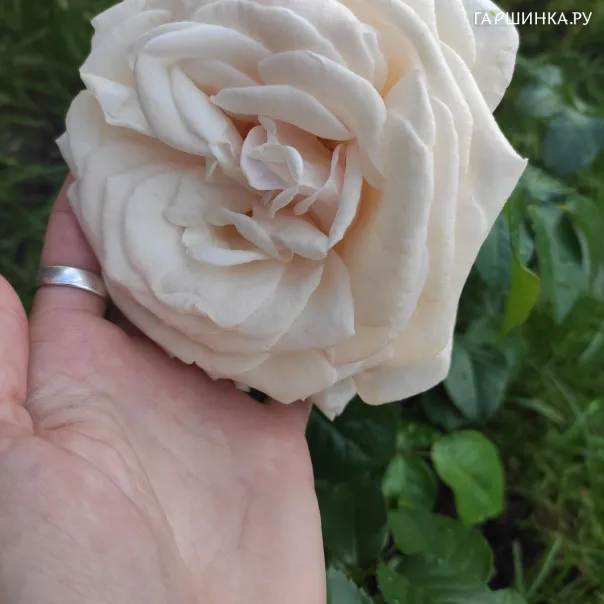 превью изображения отзыва