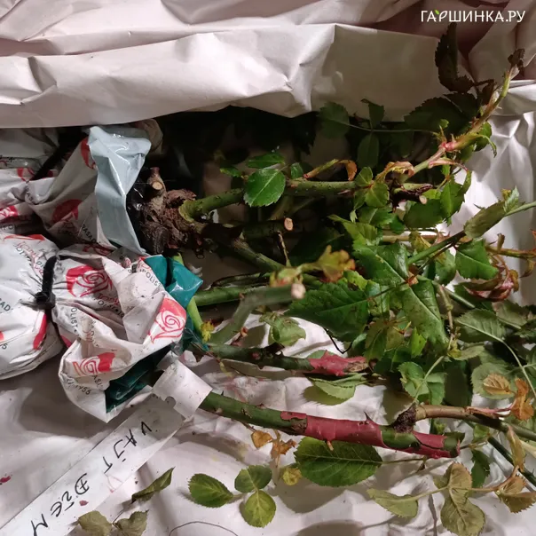 превью изображения отзыва