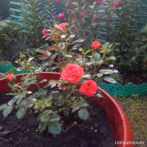 превью изображения отзыва