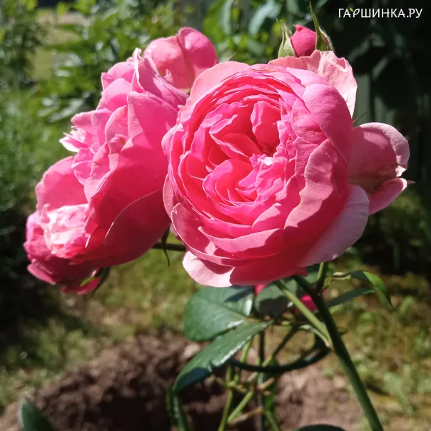 превью изображения отзыва
