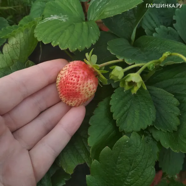 превью изображения отзыва